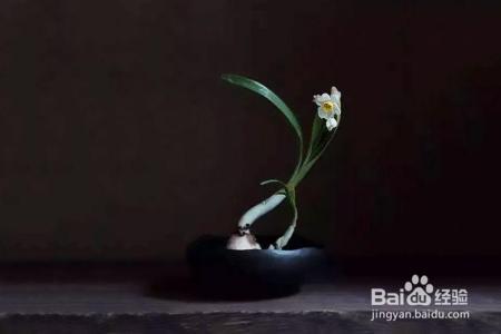 凛冬已至,闲以养花,最怡趣养心