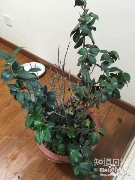 这些花那么好看，却总被你养死，怎么回事