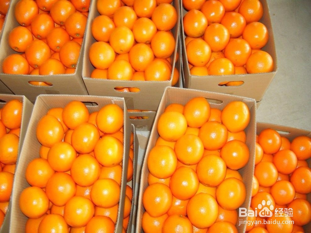 脐橙的挑选技巧