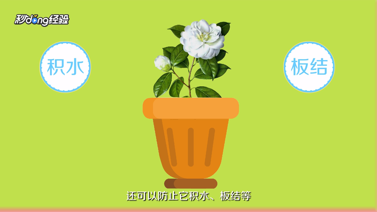 茉莉怎么养才能更旺盛
