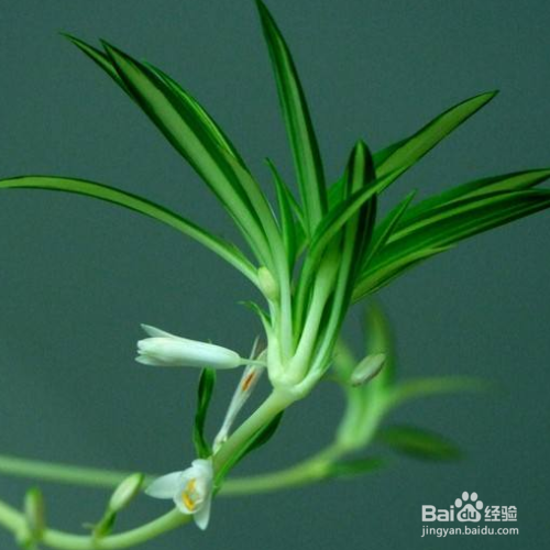 吊兰怎么养长得快又茂密