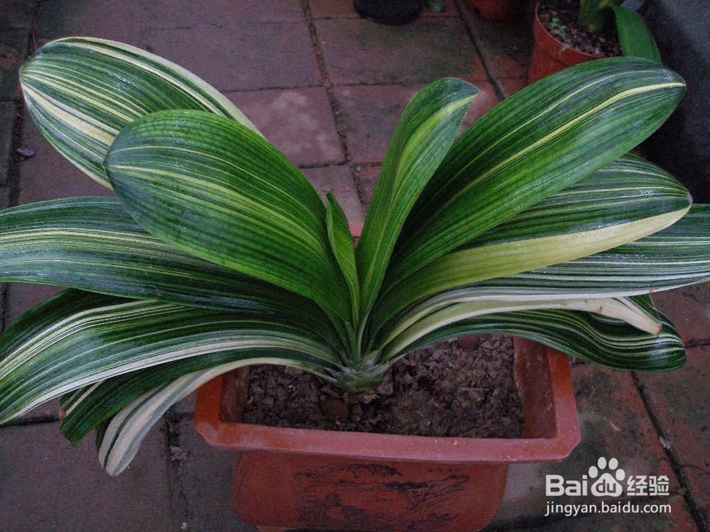 如何给君子兰施肥