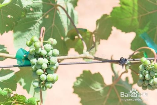 怎样让葡萄树的藤往上长长