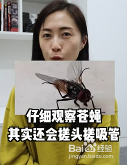 苍蝇为什么经常“搓手”