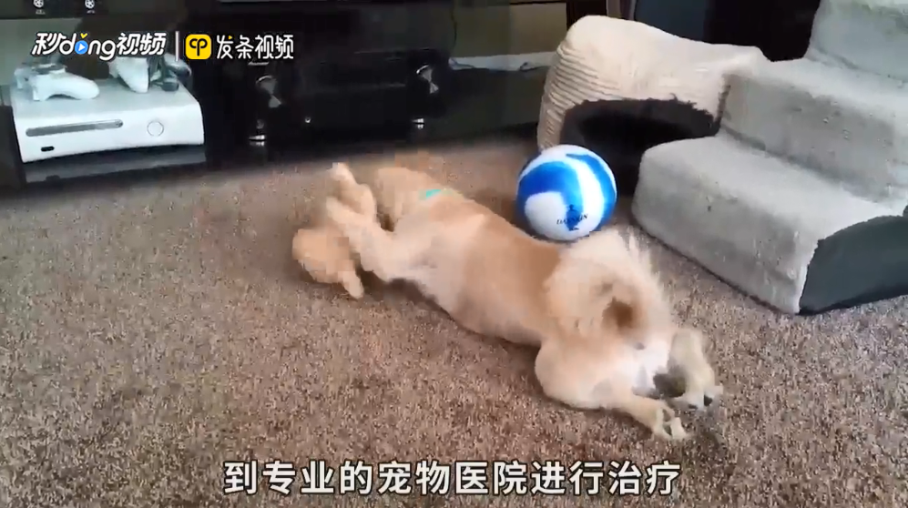 狗肠胃炎有什么症状