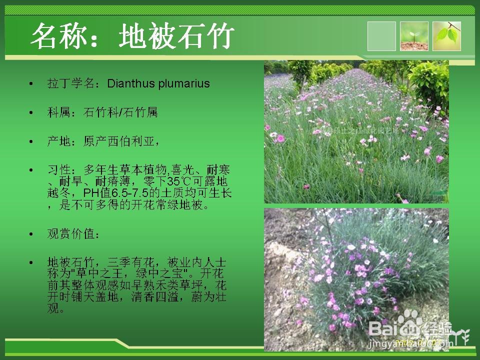 常见草花的辨认