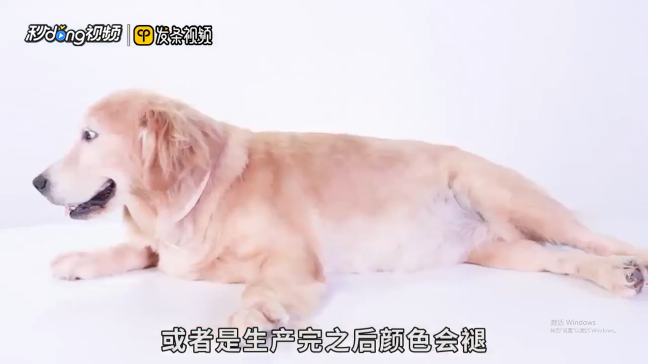狗狗鼻子褪色是怎么回事
