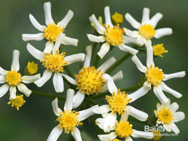 九里光的作用和效果有哪些？