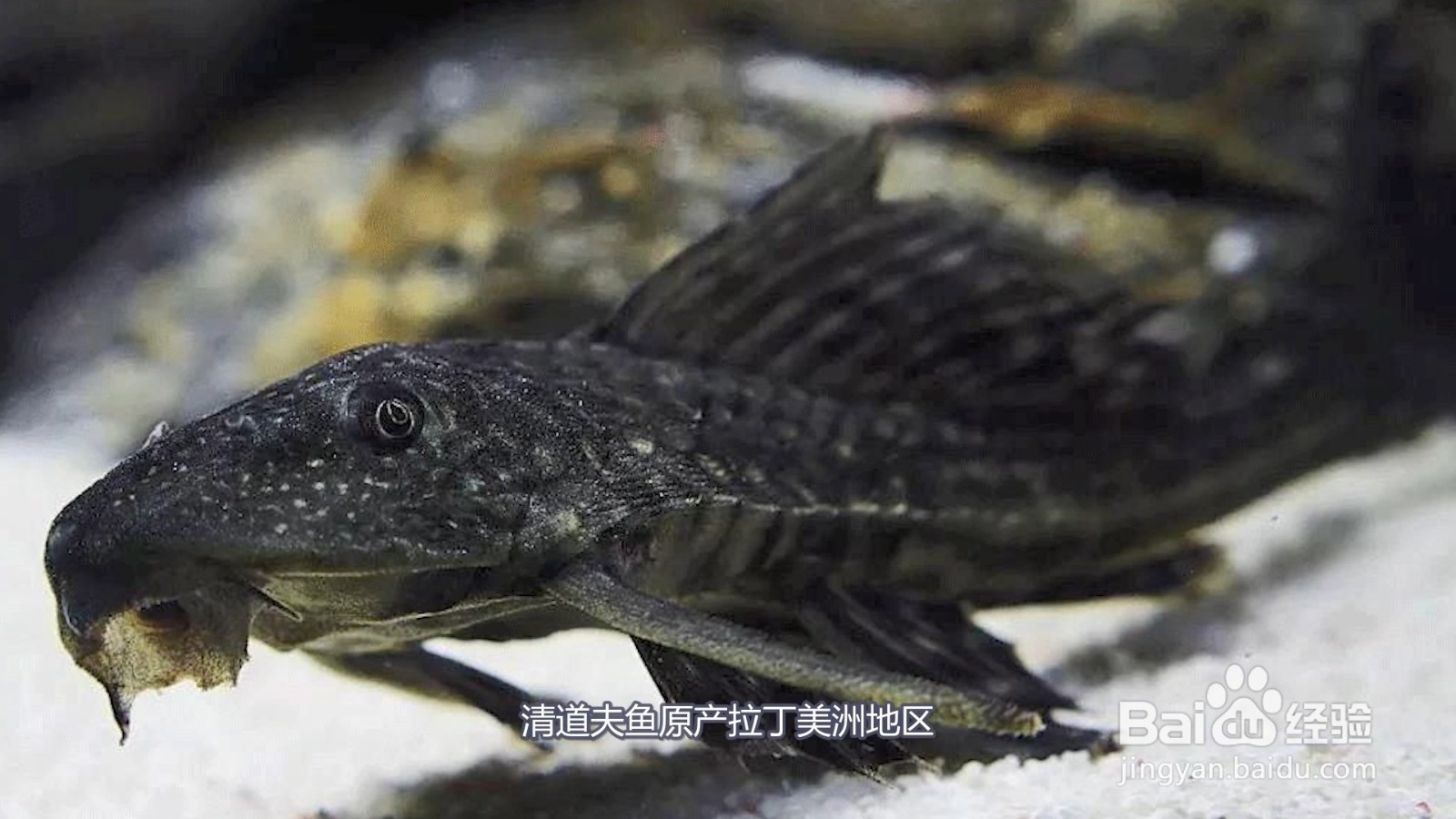 清道夫鱼为什么不能吃