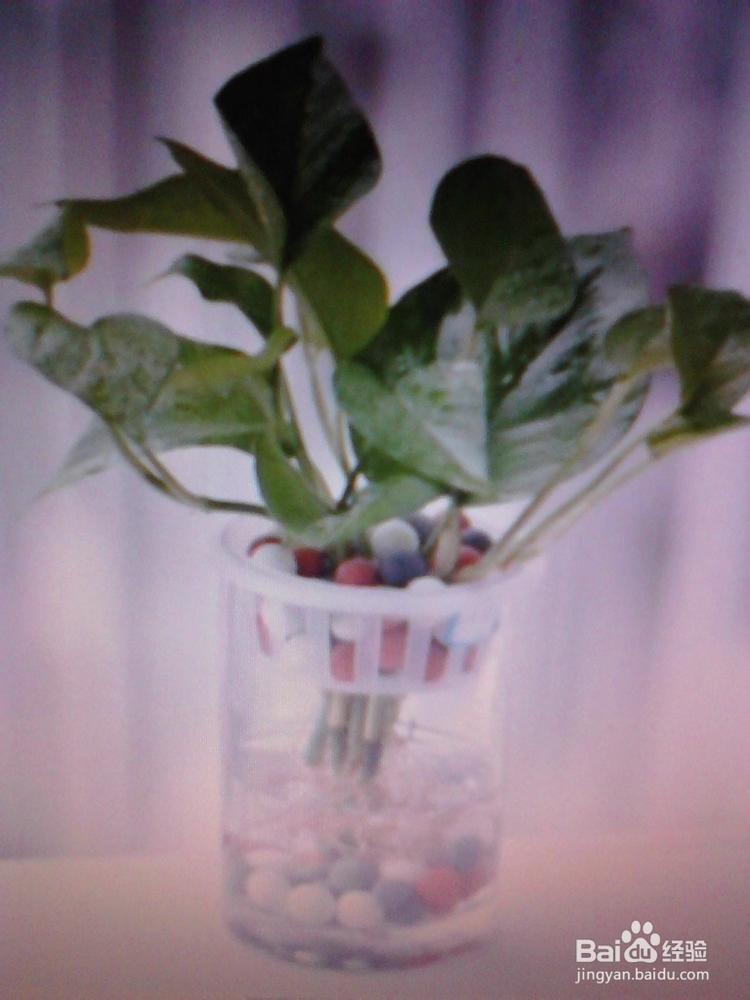 绿萝的养殖与繁殖技巧