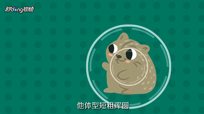 荷兰猪吃什么的呢