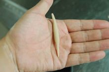 怎样在家里自制莜面鱼鱼