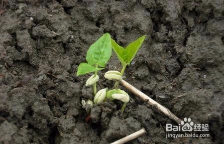 豇豆种植技术图片详细步骤1