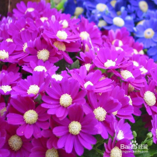 瓜叶菊最长时间可以养多久?