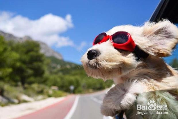 帅呆了！狗狗戴墨镜酷劲十足