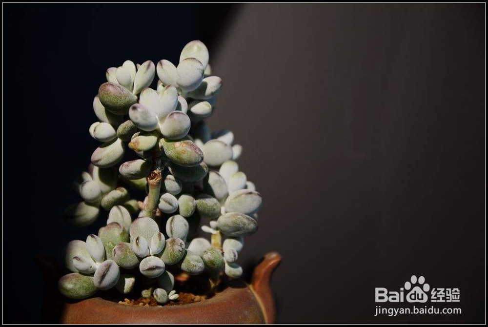 怎么养活多肉植物