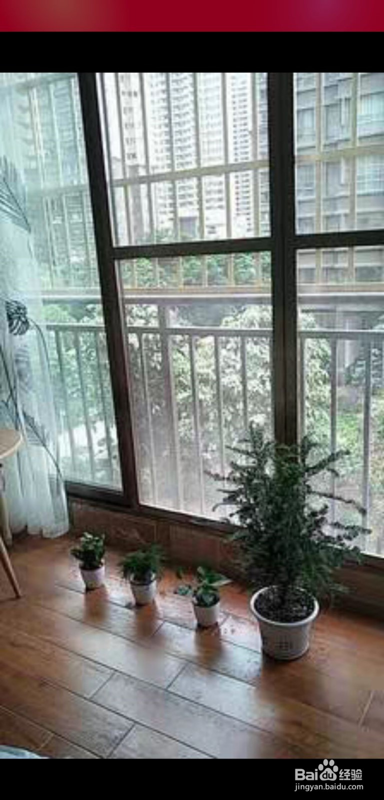 吊兰的养殖方法和注意事项