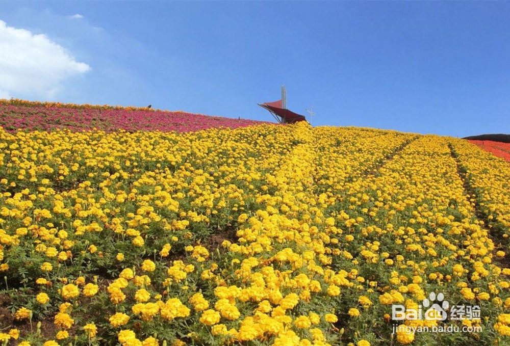 如何度过母亲节，行书旅游景点推荐