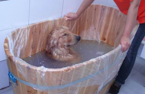 怎样防止狗狗不生跳蚤？