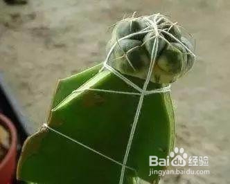 仙人掌嫁接方法