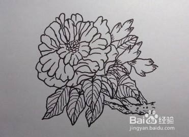 线描画：怎么画石榴花如何画石榴花（步骤）