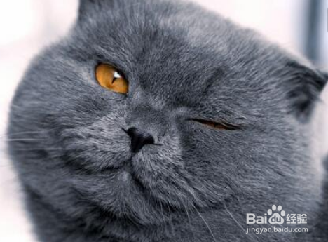 怎么杜绝猫在床上尿