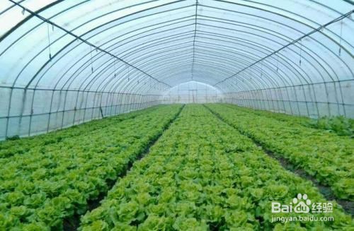 冬季蔬菜出现冻害怎么办