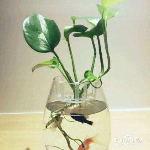 水培绿萝叶子发黄怎么解决?