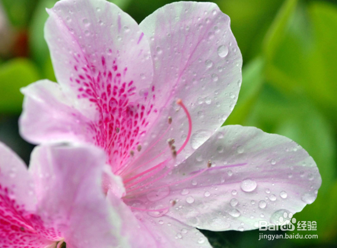 杜鹃花的养殖方法