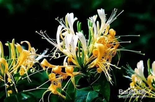 春夏季节清火的几种食物