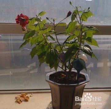 桑叶牡丹怎么修剪