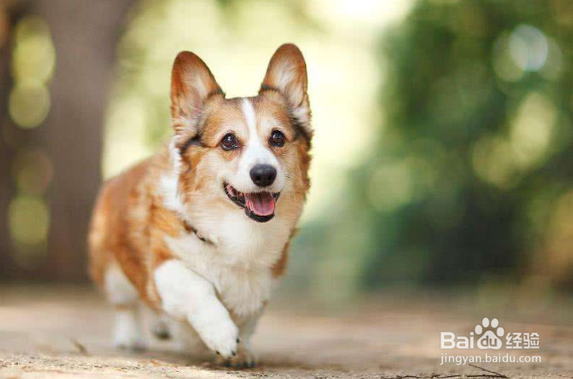 你知道狗应该怎么补钙吗？