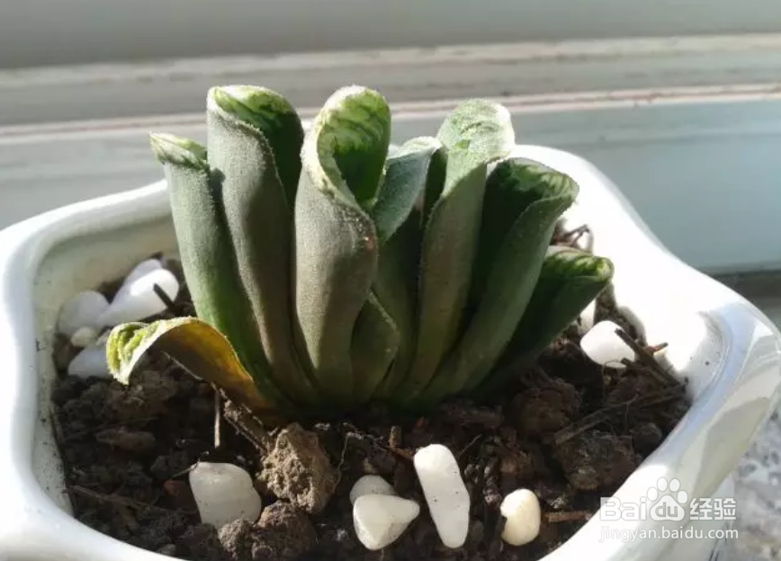 多肉叶子干瘪怎么办？