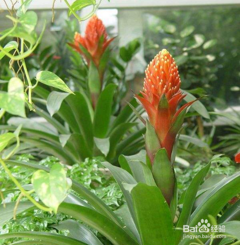 火炬花如何养殖？