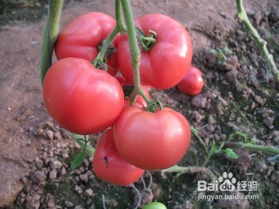 7种食物助你解决消化不良