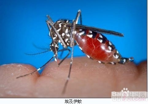 登革热的症状有哪些