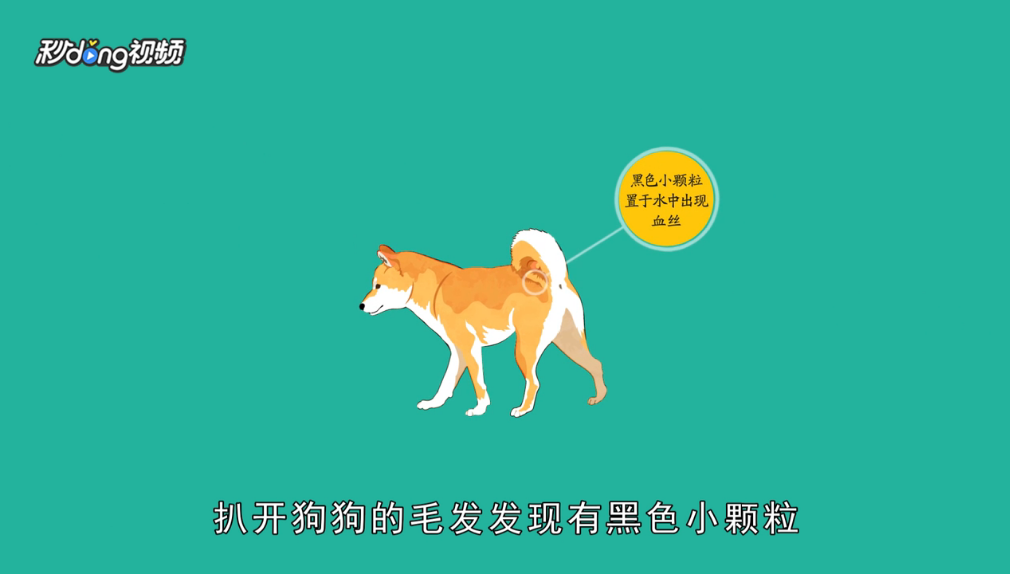 怎么辨认狗狗要驱虫了