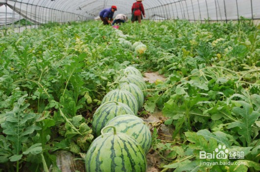 西瓜种植方法与时间