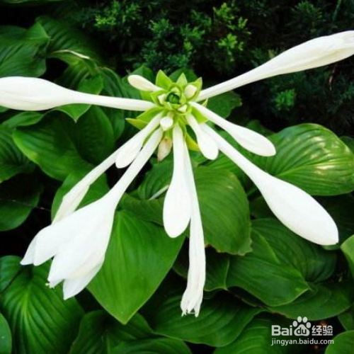 玉簪花烂根要怎么办？