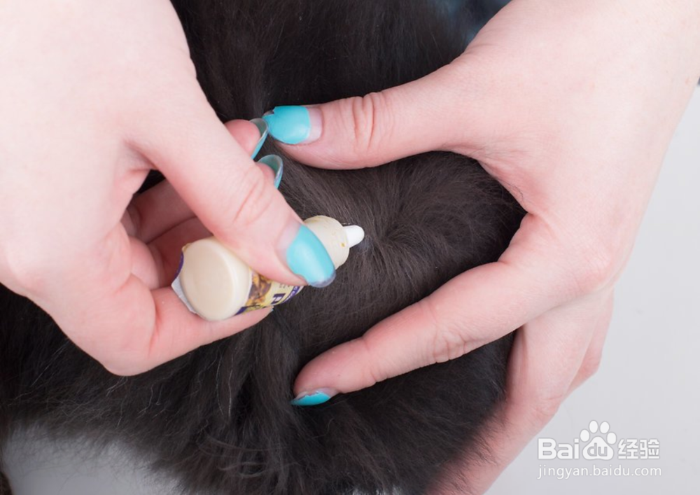 2种方法如何保护您的猫免受寄生虫的伤害