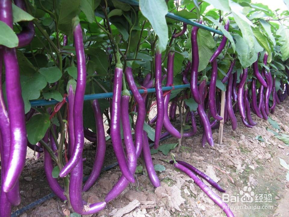 凉拌菜黄瓜拌茄子的制作方法