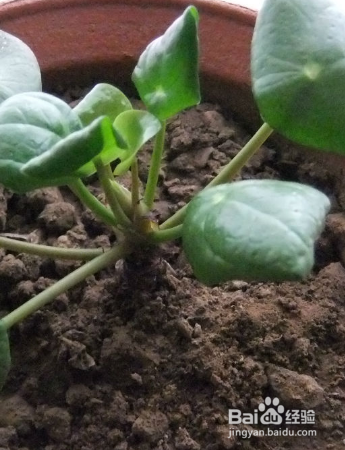 怎么养殖草本植物镜面草？