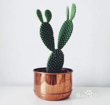幼儿园自然角可以带孩子一起种植哪些植物