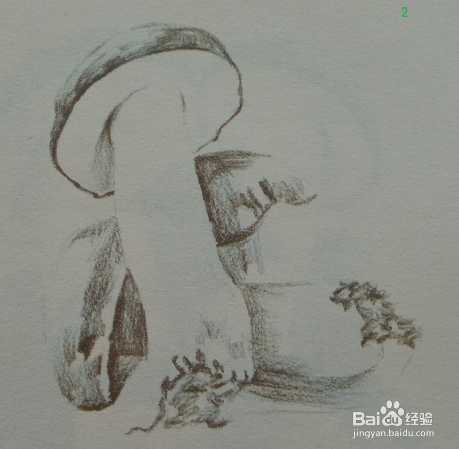 色铅笔绘制蘑菇