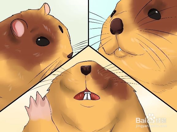 怎么判断仓鼠年龄