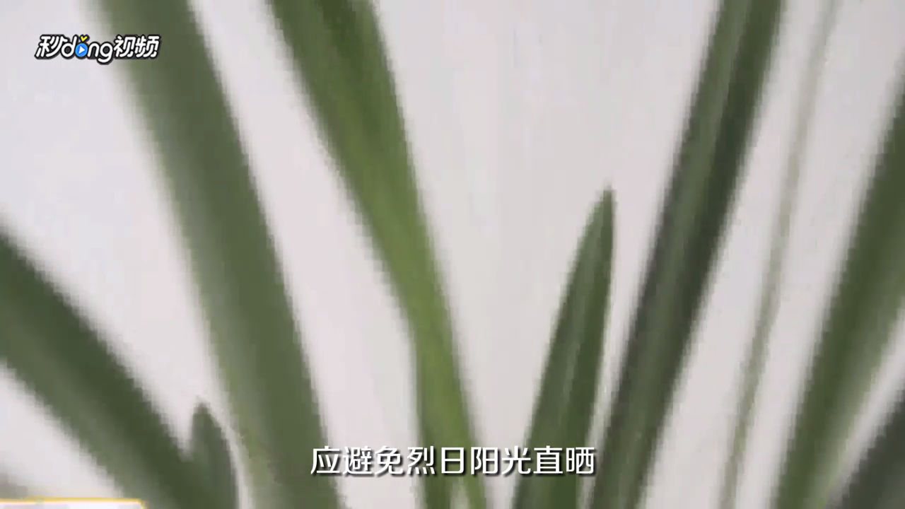 惠兰花怎么养