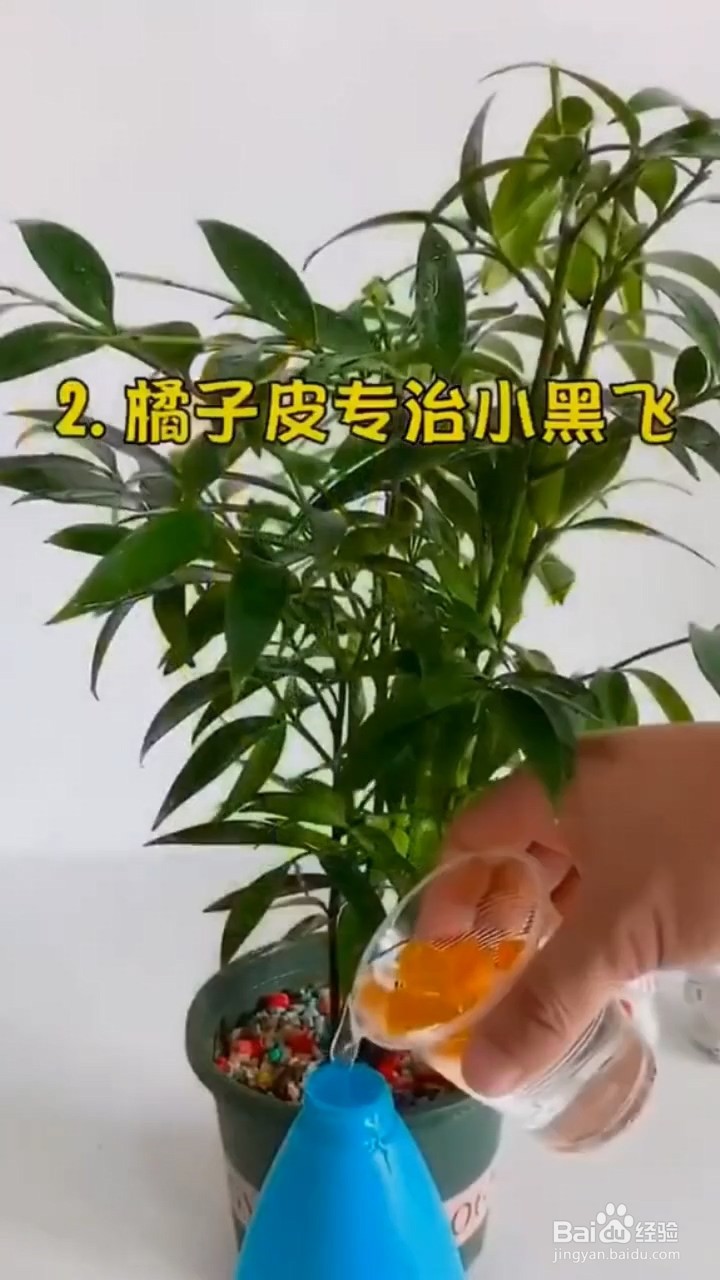 如何去除花盆中的虫子
