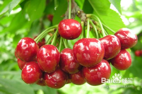 北京周末游，赏樱桃摘樱桃吃樱桃五大采摘园