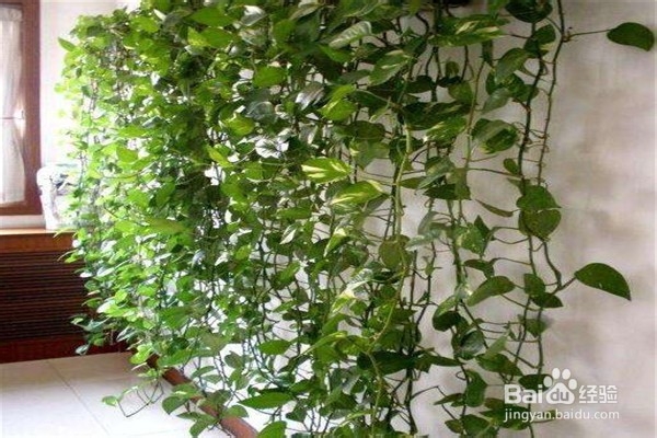 绿萝的养殖方法和注意事项有什么?