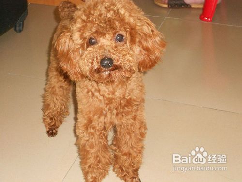 贵宾犬吃月饼的危害